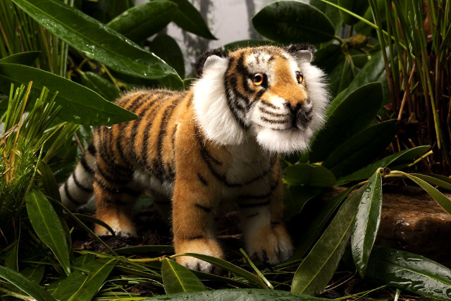 Kösen Tiger Kadan Ansicht 2