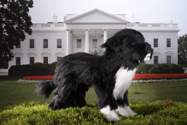 Kösen Portugiesischer Wasserhund Bo von Kösen Ansicht 2