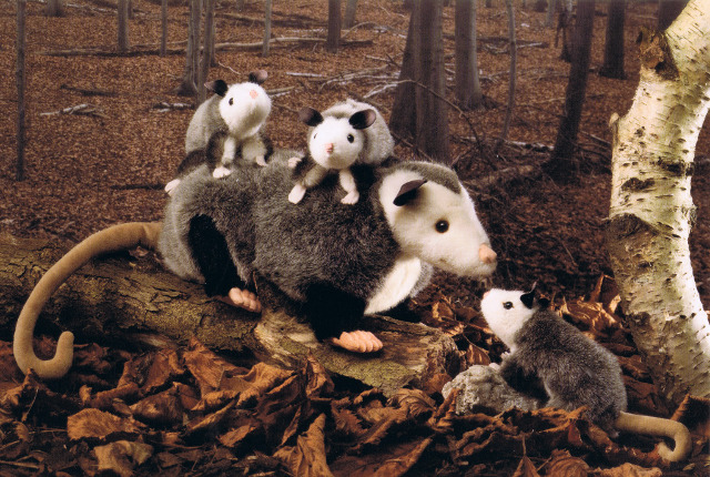 Kösen Opossumkind Ansicht 2