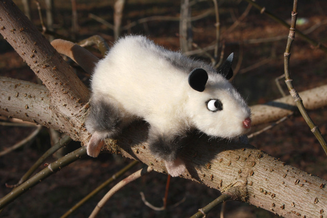 Kösen Schielendes Opossumkind Heidi Ansicht 2